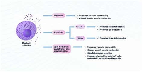 Image result for Mast Cells Explained