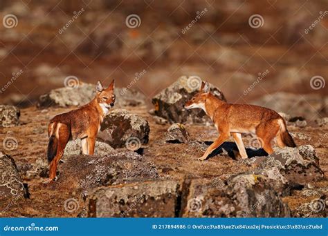 Ethiopian Wolf, Canis Simensis, in the Nature. Bale Mountains NP, in Ethiopia. Rare Endemic ...