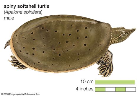 Fastest Softshell Turtle 的图像结果