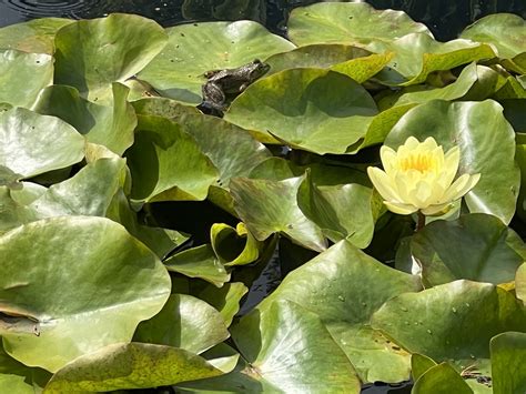 Donald M Kendall Sculpture Gardens at PepsiCo in Purchase, New York ...