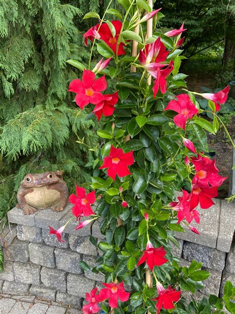 How to grow mandevilla in a pot 7 easy growing tips – Artofit