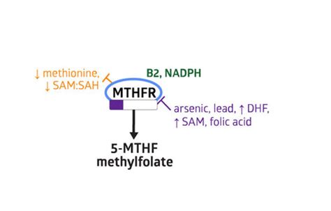 Image result for Different Types of Folate