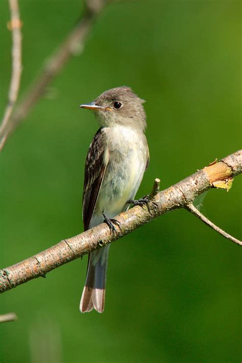 Eastern Wood Pewee Juvenile Bird Of The Week: Eastern Wood Pewee