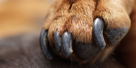 Dog Toenail Fungus – Guide, Causes, Treatment, Reviews & FAQ