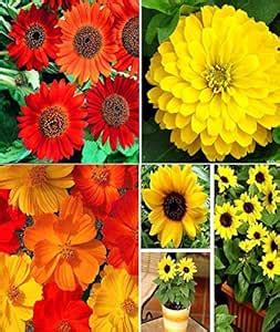 Sunflower Earthwalker, Zinnia Gaint Yellow, Cosmos Mixed and Sunflower ...