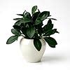 Buy fancymart Plastic Artificial Rubber Plant In 4 Inch White Apple Pot ...