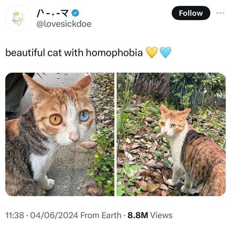 Pin by 𝓐𝓾𝓻𝓸𝓻𝓪 on ᴄᴀᴛꜱ 🐈‍⬛ in 2024 | Funny cute cats, Silly cats ...