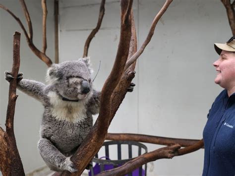 Diseases & Bush Fires: The Future Looks Bleak For Australia's Koalas