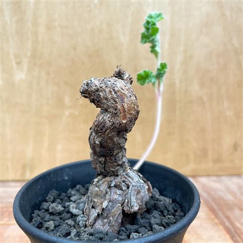 Pelargonium Lobatum【ペラルゴニウム・ロバツム】 | RIMO'S GREEN 【Saboten & Succulent】