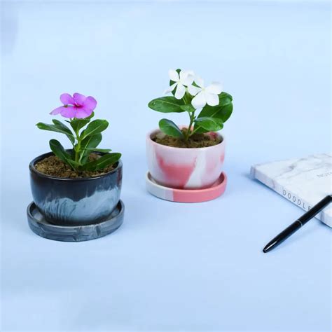 Plants, Pots, Tools & Accessories - Online Garden Store | Urban Plant