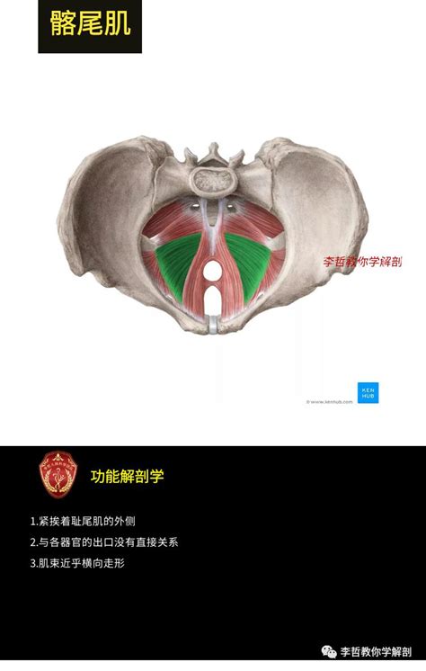 盆底肌的功能解剖学---破解10大盆底肌肉的秘密_图片
