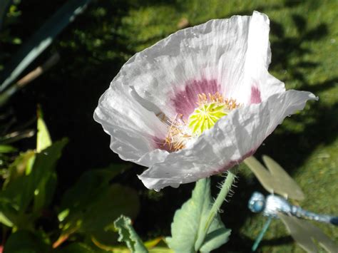 Are White Poppies Rare at James Vanhorn blog