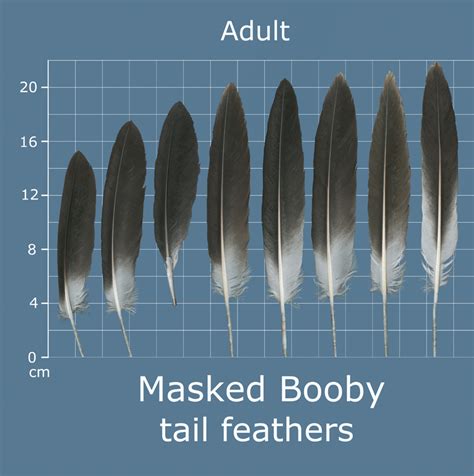 The Feather Atlas - Feather Identification and Scans - U.S. Fish and ...