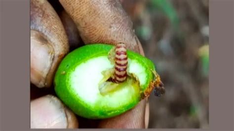 Red banded mango caterpillar menace shatters farmers' hope for bumper ...