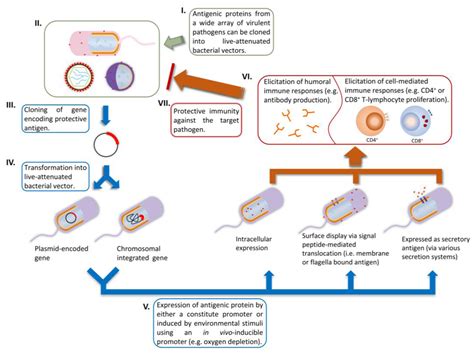 Live-Attenuated Bacterial Vectors: Tools for Vaccine and Therapeutic ...
