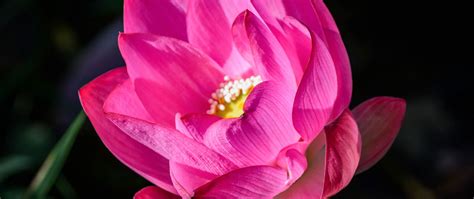Download wallpaper 2560x1080 lotus, flower, pink, petals, bud, blur ...