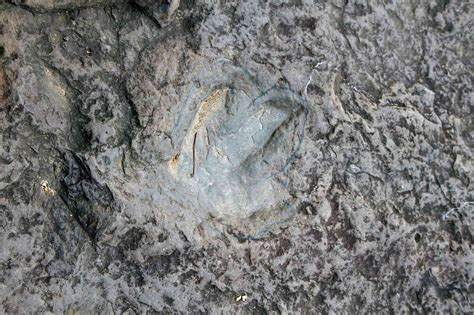 10 Places to See Dinosaur Footprints in the U.S.