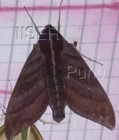 Ramana Athreya @ IISER-Pune : Sphingid Species Notes