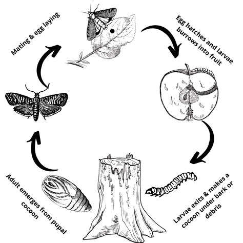 Buck Moth Life Cycle at Robert Scalia blog