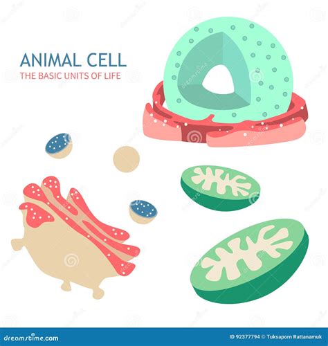 Animal Cell Anatomy Vector Illustration | CartoonDealer.com #92377794