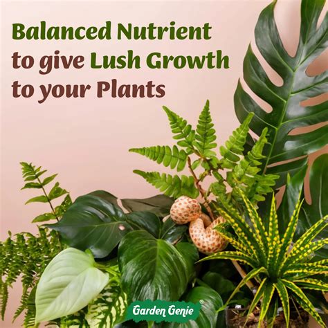 Indoor Plant Fertilizer