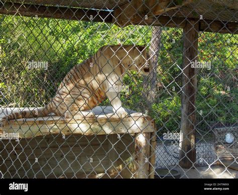 White tiger in its enclosure at the Octagon Wildlife Sanctuary in Punta ...