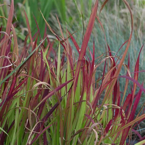 Imperata rubra Japanese Blood Grass - Hills Perennials