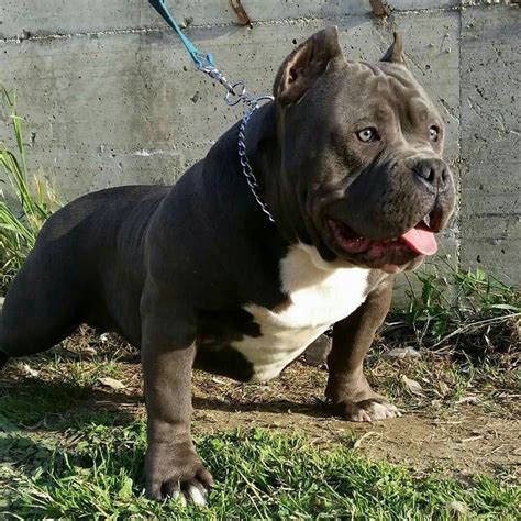 Meet Hulk The Pitbull - The Biggest Pit Dog of Dark K9 Dynasty