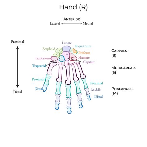 Gross Anatomy Glossary: Upper Extremity Bones | ditki medical & biological sciences