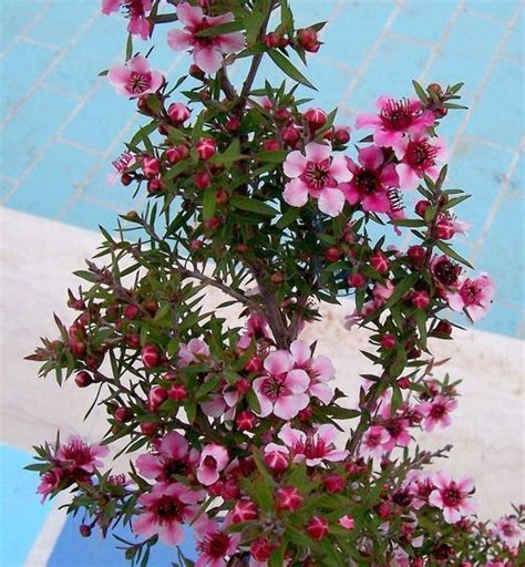 Okyanus Mersini Yetiştiriciliği