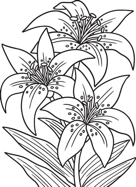 Lilies Flower Coloring Page For Adults Flower Graphic Line Vector ...