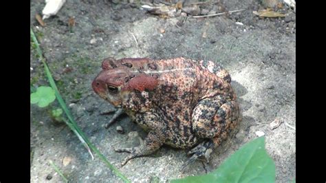 Image result for Toad Eating Duck