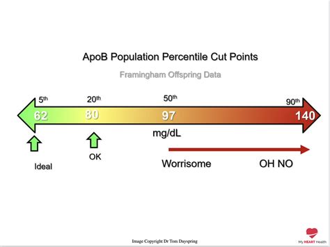 Why You Need To Measure apoB To Assess Your Cardiovascular Risk