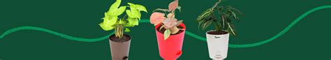 Buy Syngonium (Arrowhead) Plant Online in India | Safe Home Delivery ...