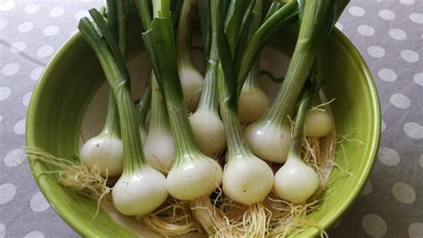 Image result for Peut-On Congeler Des Oignons Rouges