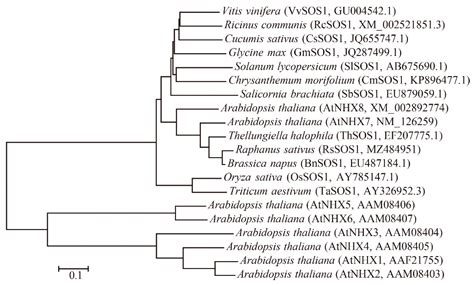 RsSOS1 Responding to Salt Stress Might Be Involved in Regulating Salt ...