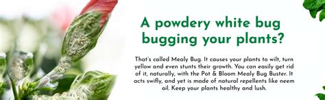 Buy Mealy Bug Treatment Spray (250ml) Online at Best Price | Pot and Bloom