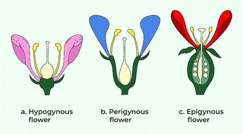 The Flower Parts and Functions - Biology Class 11 - NEET PDF Download