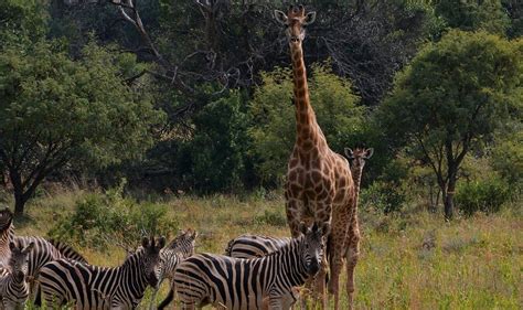 INTABA THULILE (Magaliesburg, Gauteng) - Villa Reviews, Photos, Rate ...