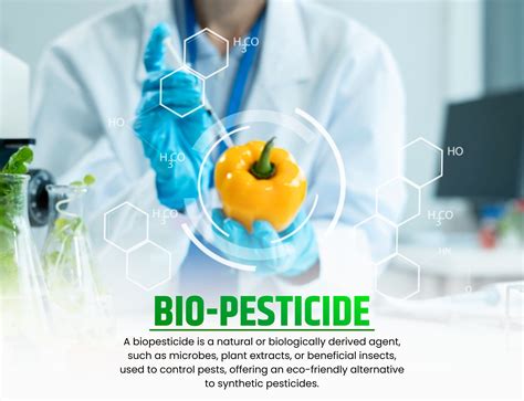 Organic – Paidavaar