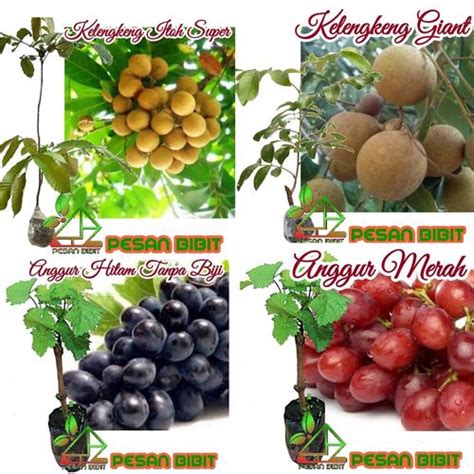 Jual PAKET MERDEKA ( 2 JENIS BINIT KELENGKENG DAN 2 JENIS BIBIT ANGGUR ...