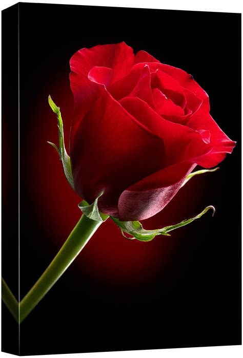 Canvas Prints Wall Art Closeup Of Red Rose Flower Against | Desertcart ...