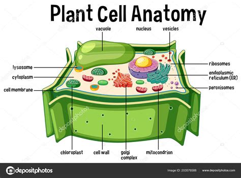 Plant Cell Label Diagram at Elsie Tucker blog