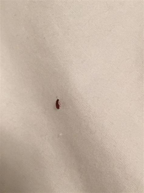 What Are These Tiny Bugs On My Bed at Sean Mahomed blog