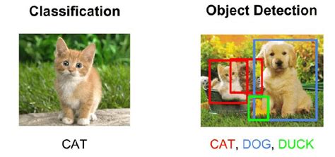 Image result for Difference Between Object Detection and Image Classification