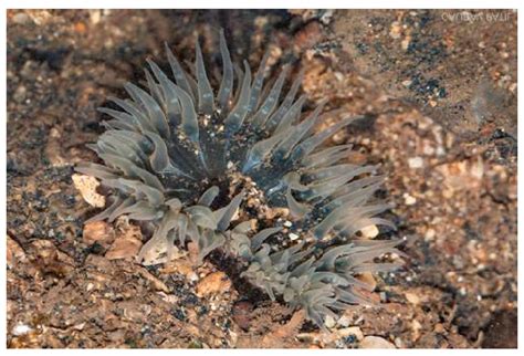 Natural Anticancer Peptides from Marine Animal Species: Evidence from ...