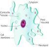 Draw a diagram of unicellular (any two,propogate and eukaryotie cells ...