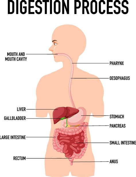 Diagram showing digestion process in human 8190779 Vector Art at Vecteezy
