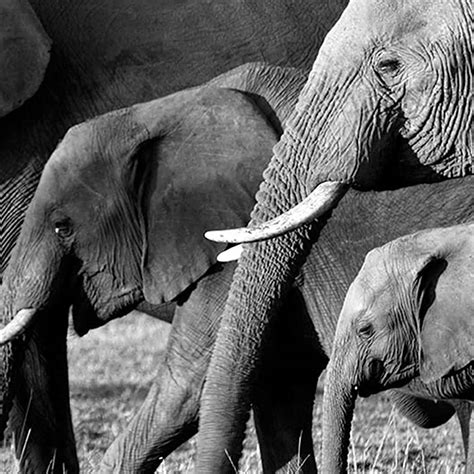 African Elephants Canvas Wall Art, 20x16 | At Home