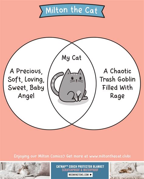 The Best of Both Worlds – Meowingtons